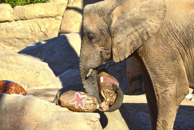 Ya es Navidad y Papá Noel se ha pasado por el Bioparc para dar sus regalos a los animales.