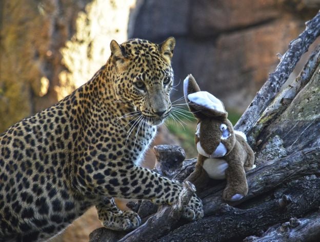 Ya es Navidad y Papá Noel se ha pasado por el Bioparc para dar sus regalos a los animales.