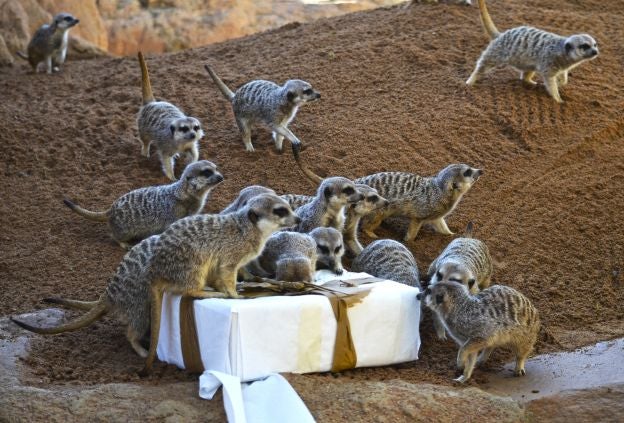 Ya es Navidad y Papá Noel se ha pasado por el Bioparc para dar sus regalos a los animales.
