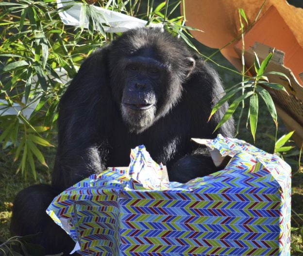 Ya es Navidad y Papá Noel se ha pasado por el Bioparc para dar sus regalos a los animales.