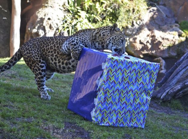Ya es Navidad y Papá Noel se ha pasado por el Bioparc para dar sus regalos a los animales.