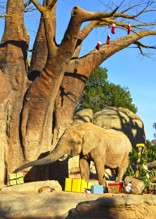 Ya es Navidad y Papá Noel se ha pasado por el Bioparc para dar sus regalos a los animales.
