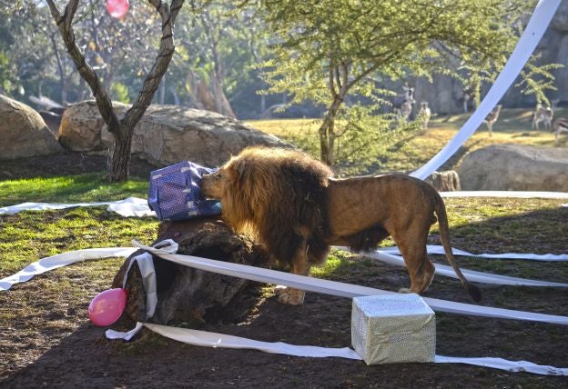 Ya es Navidad y Papá Noel se ha pasado por el Bioparc para dar sus regalos a los animales.
