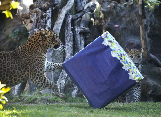 Ya es Navidad y Papá Noel se ha pasado por el Bioparc para dar sus regalos a los animales.