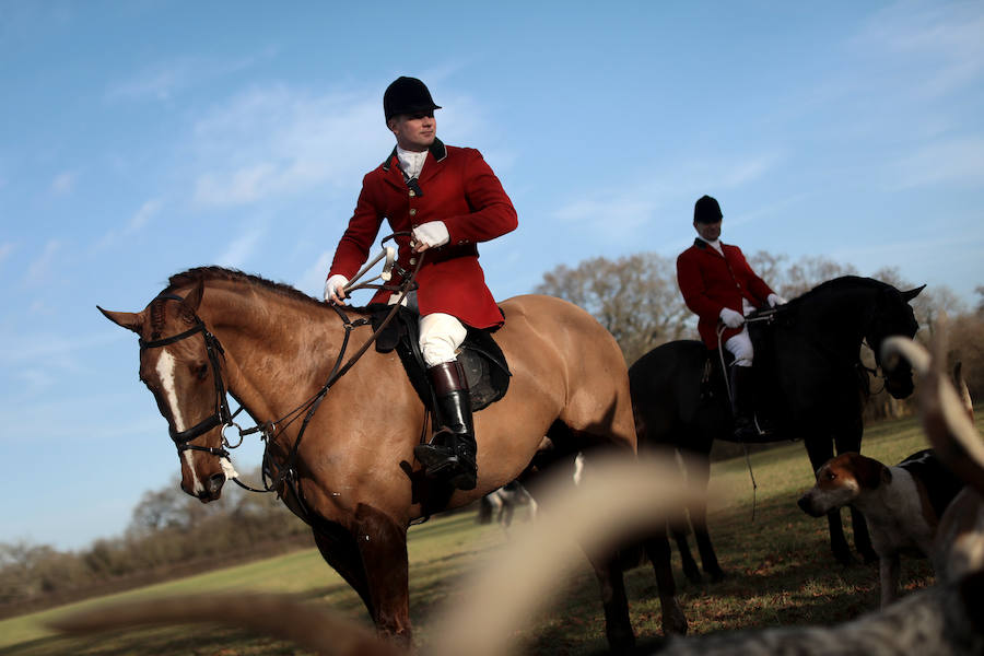 El 26 de diciembre es una fecha señalada y polémica en Reino Unido. Se celebra el 'Boxing Day'. Este día, cientos de cazadores se dan cita en todo el país para la jornada más agitada del calendario: la caza del zorro. 