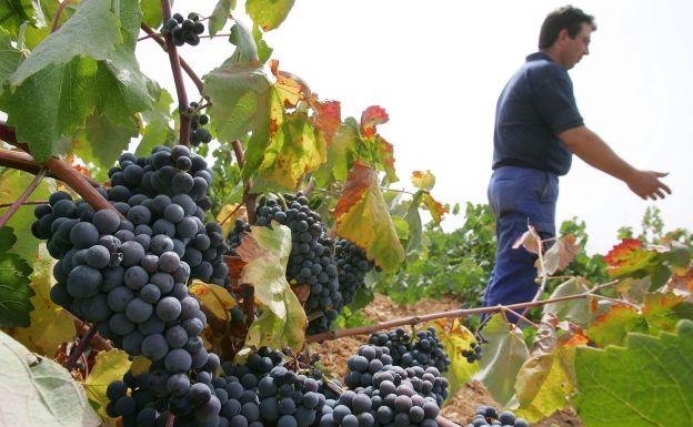 Viñedo en Requena.