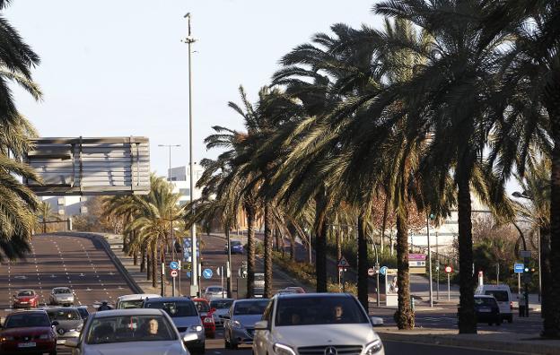 Palmeras en la mediana de un bulevar en Valencia. 