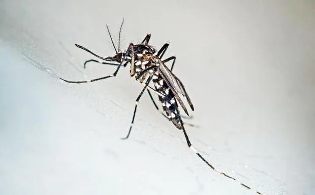 El mosquito tigre y las plagas de ratas obligan a subir el gasto destinado a los tratamientos