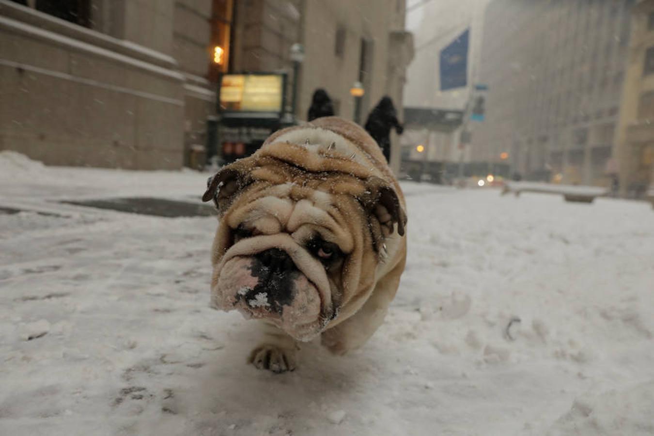 La ciudad de Nueva York y sus alrededores sufrió este jueves la tormenta de nieve más intensa de la temporada, con vastas áreas en estado de emergencia y los aeropuertos JFK y LaGuardia con sus operaciones suspendidas. Tras la tormenta se espera más frío y la sensación térmica puede ser estos días de hasta -30ºC.