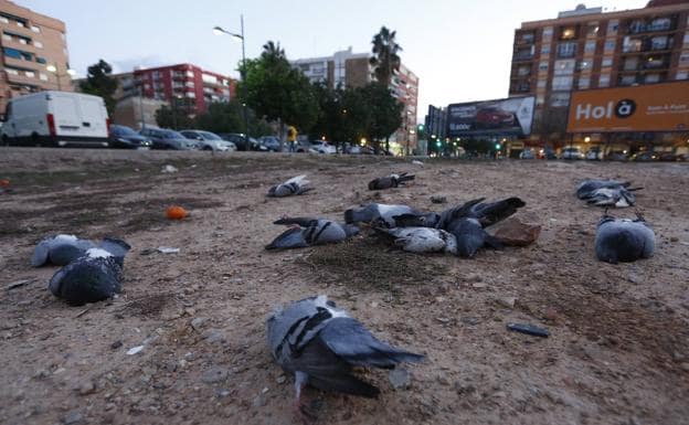 Varias de las palomas muertas, en un solar de Malilla.