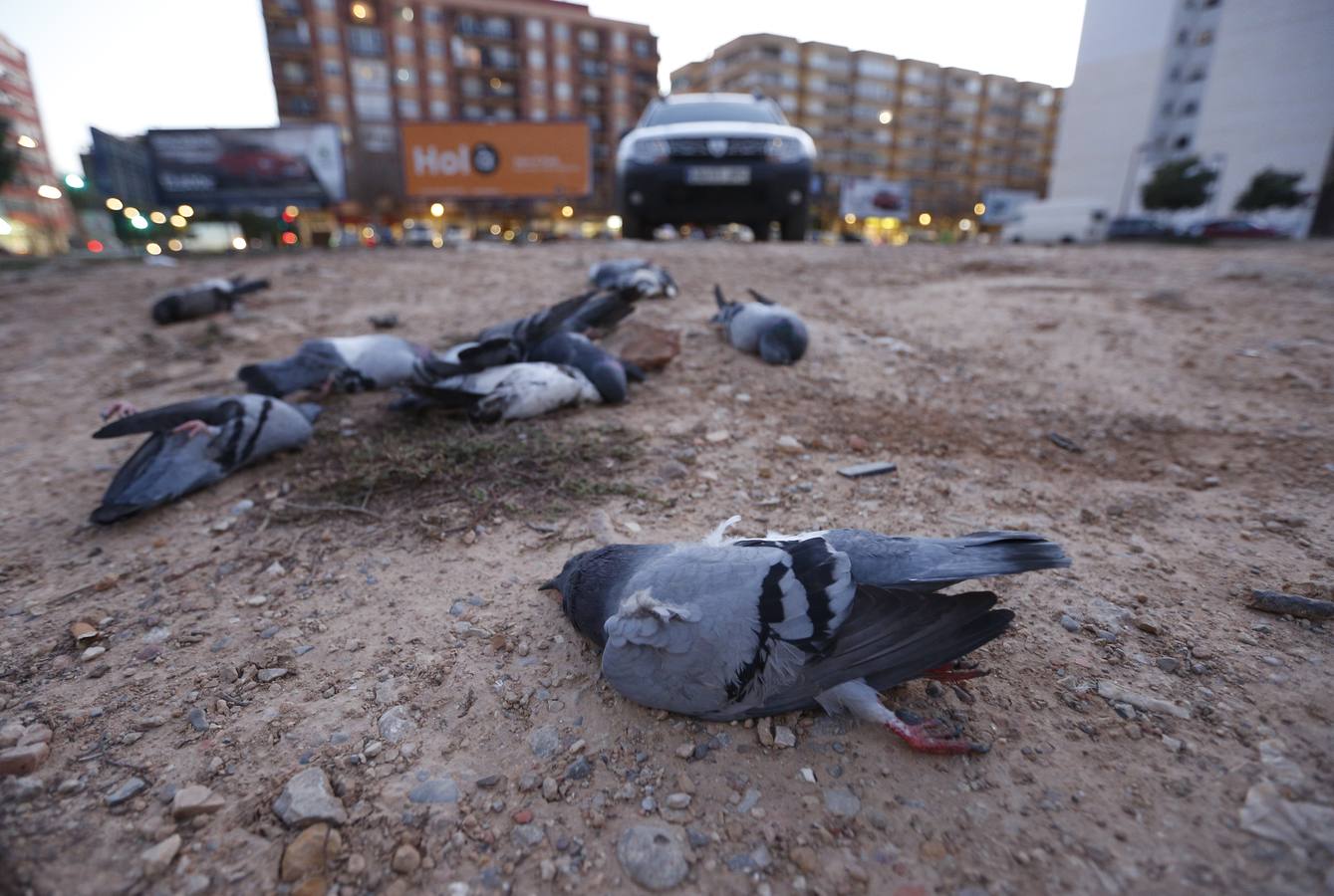 Fotos de las palomas muertas aparecidas en Malilla