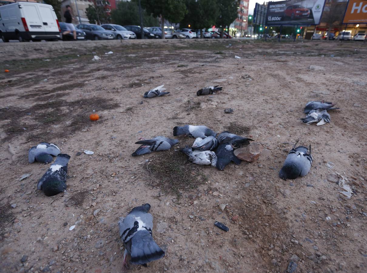 Fotos de las palomas muertas aparecidas en Malilla