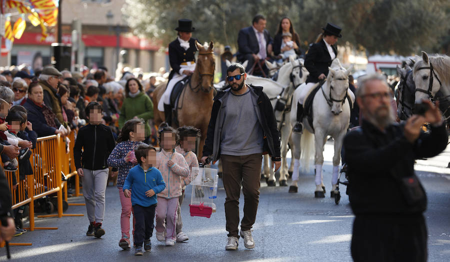 La calle Sagunto es, desde primera hora de la mañana, el epicentro de la celebración de la festividad de San Antonio Abad en la ciudad de Valencia. Perros, gatos, loros, hurones, tortugas o conejos son algunos de los animales que desde las 12.00 horas reciben la bendición en el acto organizado por la Hermandad de San Antonio Abad. El primero en recibir el agua bendita ha sido Currito, la mascota de Vicenta Cerveró, de Campanar. “Vengo desde hace cinco años con él, desde que lo saqué de la protectora de animales”, relata. Los participantes en el desfile, que cerrarán las caballerías, reciben garrofetes y panes bendecidos, además de una estampa de San Antonio Abad. Algunos de los asistentes han llegado a las ocho de la mañana para ser de los primeros en pasar.