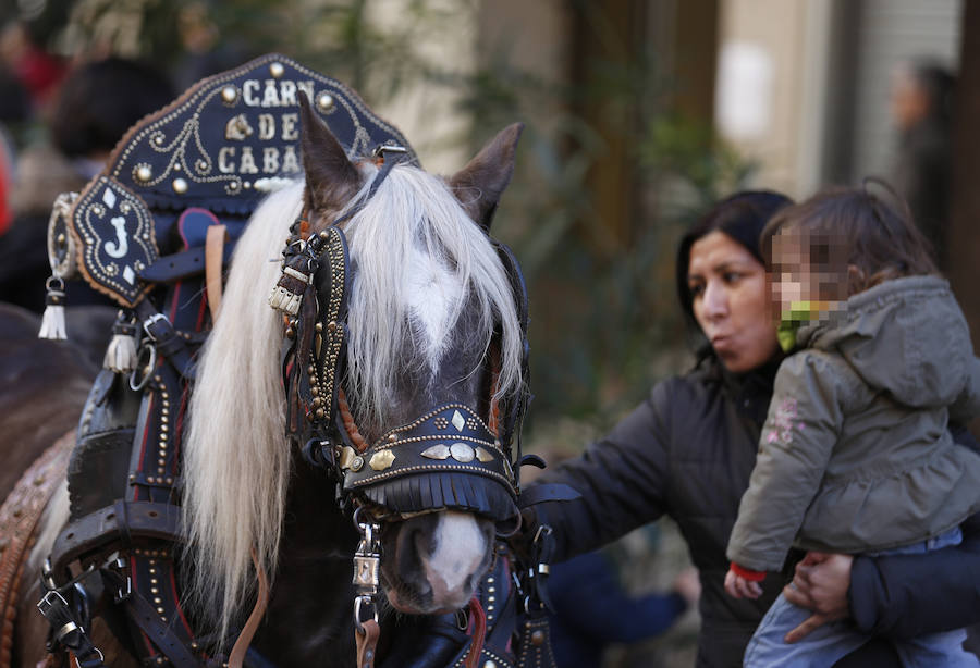 La calle Sagunto es, desde primera hora de la mañana, el epicentro de la celebración de la festividad de San Antonio Abad en la ciudad de Valencia. Perros, gatos, loros, hurones, tortugas o conejos son algunos de los animales que desde las 12.00 horas reciben la bendición en el acto organizado por la Hermandad de San Antonio Abad. El primero en recibir el agua bendita ha sido Currito, la mascota de Vicenta Cerveró, de Campanar. “Vengo desde hace cinco años con él, desde que lo saqué de la protectora de animales”, relata. Los participantes en el desfile, que cerrarán las caballerías, reciben garrofetes y panes bendecidos, además de una estampa de San Antonio Abad. Algunos de los asistentes han llegado a las ocho de la mañana para ser de los primeros en pasar.