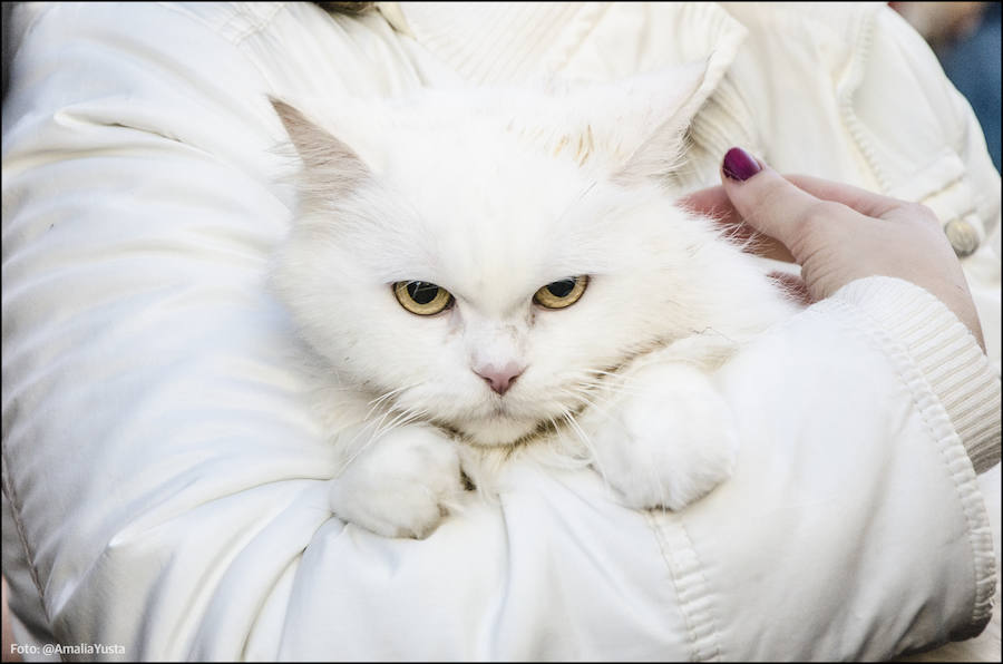 La calle Sagunto es, desde primera hora de la mañana, el epicentro de la celebración de la festividad de San Antonio Abad en la ciudad de Valencia. Perros, gatos, loros, hurones, tortugas o conejos son algunos de los animales que desde las 12.00 horas reciben la bendición en el acto organizado por la Hermandad de San Antonio Abad. El primero en recibir el agua bendita ha sido Currito, la mascota de Vicenta Cerveró, de Campanar. “Vengo desde hace cinco años con él, desde que lo saqué de la protectora de animales”, relata. Los participantes en el desfile, que cerrarán las caballerías, reciben garrofetes y panes bendecidos, además de una estampa de San Antonio Abad. Algunos de los asistentes han llegado a las ocho de la mañana para ser de los primeros en pasar.