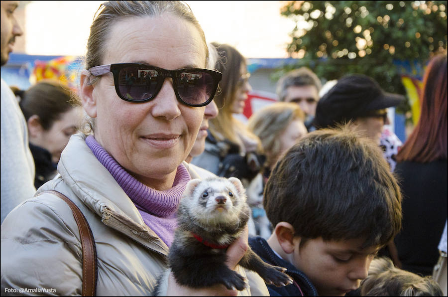 La calle Sagunto es, desde primera hora de la mañana, el epicentro de la celebración de la festividad de San Antonio Abad en la ciudad de Valencia. Perros, gatos, loros, hurones, tortugas o conejos son algunos de los animales que desde las 12.00 horas reciben la bendición en el acto organizado por la Hermandad de San Antonio Abad. El primero en recibir el agua bendita ha sido Currito, la mascota de Vicenta Cerveró, de Campanar. “Vengo desde hace cinco años con él, desde que lo saqué de la protectora de animales”, relata. Los participantes en el desfile, que cerrarán las caballerías, reciben garrofetes y panes bendecidos, además de una estampa de San Antonio Abad. Algunos de los asistentes han llegado a las ocho de la mañana para ser de los primeros en pasar.