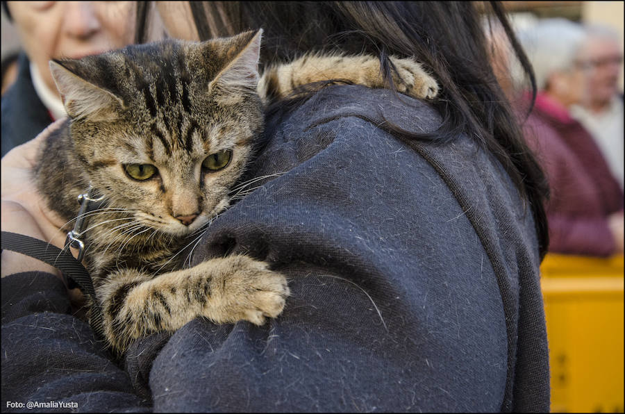 La calle Sagunto es, desde primera hora de la mañana, el epicentro de la celebración de la festividad de San Antonio Abad en la ciudad de Valencia. Perros, gatos, loros, hurones, tortugas o conejos son algunos de los animales que desde las 12.00 horas reciben la bendición en el acto organizado por la Hermandad de San Antonio Abad. El primero en recibir el agua bendita ha sido Currito, la mascota de Vicenta Cerveró, de Campanar. “Vengo desde hace cinco años con él, desde que lo saqué de la protectora de animales”, relata. Los participantes en el desfile, que cerrarán las caballerías, reciben garrofetes y panes bendecidos, además de una estampa de San Antonio Abad. Algunos de los asistentes han llegado a las ocho de la mañana para ser de los primeros en pasar.