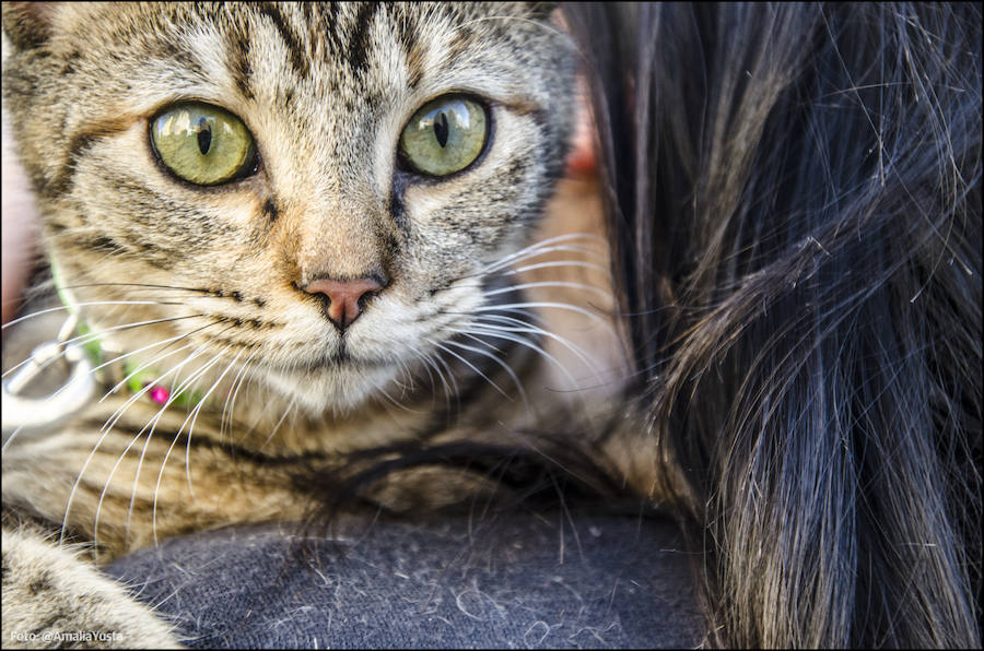 La calle Sagunto es, desde primera hora de la mañana, el epicentro de la celebración de la festividad de San Antonio Abad en la ciudad de Valencia. Perros, gatos, loros, hurones, tortugas o conejos son algunos de los animales que desde las 12.00 horas reciben la bendición en el acto organizado por la Hermandad de San Antonio Abad. El primero en recibir el agua bendita ha sido Currito, la mascota de Vicenta Cerveró, de Campanar. “Vengo desde hace cinco años con él, desde que lo saqué de la protectora de animales”, relata. Los participantes en el desfile, que cerrarán las caballerías, reciben garrofetes y panes bendecidos, además de una estampa de San Antonio Abad. Algunos de los asistentes han llegado a las ocho de la mañana para ser de los primeros en pasar.