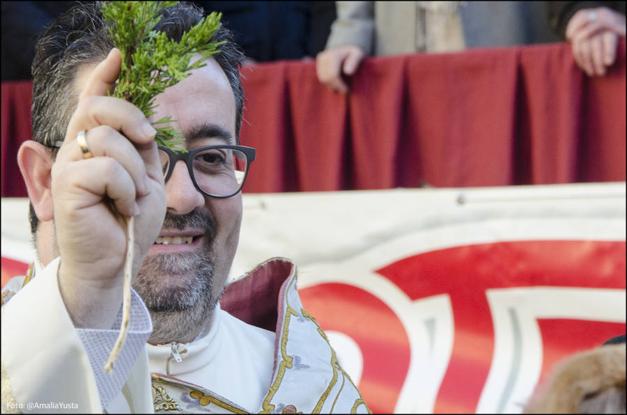 La calle Sagunto es, desde primera hora de la mañana, el epicentro de la celebración de la festividad de San Antonio Abad en la ciudad de Valencia. Perros, gatos, loros, hurones, tortugas o conejos son algunos de los animales que desde las 12.00 horas reciben la bendición en el acto organizado por la Hermandad de San Antonio Abad. El primero en recibir el agua bendita ha sido Currito, la mascota de Vicenta Cerveró, de Campanar. “Vengo desde hace cinco años con él, desde que lo saqué de la protectora de animales”, relata. Los participantes en el desfile, que cerrarán las caballerías, reciben garrofetes y panes bendecidos, además de una estampa de San Antonio Abad. Algunos de los asistentes han llegado a las ocho de la mañana para ser de los primeros en pasar.