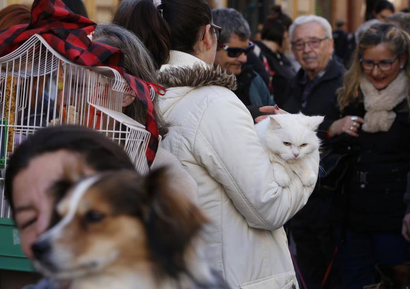 La calle Sagunto es, desde primera hora de la mañana, el epicentro de la celebración de la festividad de San Antonio Abad en la ciudad de Valencia. Perros, gatos, loros, hurones, tortugas o conejos son algunos de los animales que desde las 12.00 horas reciben la bendición en el acto organizado por la Hermandad de San Antonio Abad. El primero en recibir el agua bendita ha sido Currito, la mascota de Vicenta Cerveró, de Campanar. “Vengo desde hace cinco años con él, desde que lo saqué de la protectora de animales”, relata. Los participantes en el desfile, que cerrarán las caballerías, reciben garrofetes y panes bendecidos, además de una estampa de San Antonio Abad. Algunos de los asistentes han llegado a las ocho de la mañana para ser de los primeros en pasar.