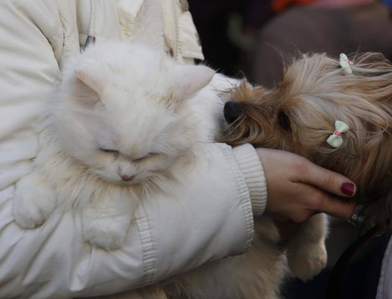 La calle Sagunto es, desde primera hora de la mañana, el epicentro de la celebración de la festividad de San Antonio Abad en la ciudad de Valencia. Perros, gatos, loros, hurones, tortugas o conejos son algunos de los animales que desde las 12.00 horas reciben la bendición en el acto organizado por la Hermandad de San Antonio Abad. El primero en recibir el agua bendita ha sido Currito, la mascota de Vicenta Cerveró, de Campanar. “Vengo desde hace cinco años con él, desde que lo saqué de la protectora de animales”, relata. Los participantes en el desfile, que cerrarán las caballerías, reciben garrofetes y panes bendecidos, además de una estampa de San Antonio Abad. Algunos de los asistentes han llegado a las ocho de la mañana para ser de los primeros en pasar.