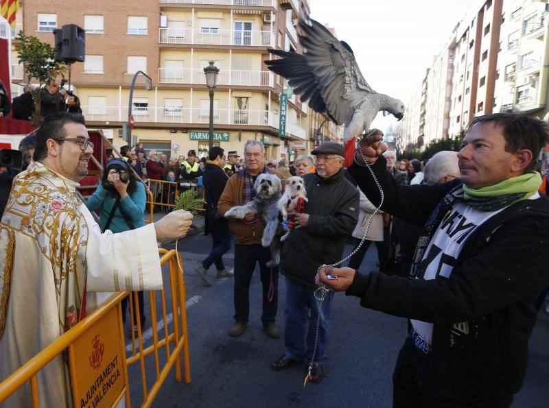 La calle Sagunto es, desde primera hora de la mañana, el epicentro de la celebración de la festividad de San Antonio Abad en la ciudad de Valencia. Perros, gatos, loros, hurones, tortugas o conejos son algunos de los animales que desde las 12.00 horas reciben la bendición en el acto organizado por la Hermandad de San Antonio Abad. El primero en recibir el agua bendita ha sido Currito, la mascota de Vicenta Cerveró, de Campanar. “Vengo desde hace cinco años con él, desde que lo saqué de la protectora de animales”, relata. Los participantes en el desfile, que cerrarán las caballerías, reciben garrofetes y panes bendecidos, además de una estampa de San Antonio Abad. Algunos de los asistentes han llegado a las ocho de la mañana para ser de los primeros en pasar.