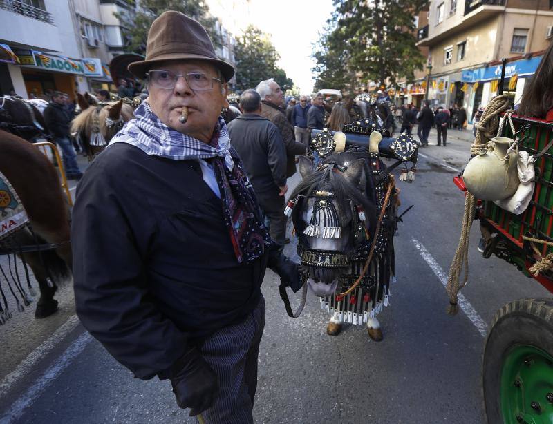 La calle Sagunto es, desde primera hora de la mañana, el epicentro de la celebración de la festividad de San Antonio Abad en la ciudad de Valencia. Perros, gatos, loros, hurones, tortugas o conejos son algunos de los animales que desde las 12.00 horas reciben la bendición en el acto organizado por la Hermandad de San Antonio Abad. El primero en recibir el agua bendita ha sido Currito, la mascota de Vicenta Cerveró, de Campanar. “Vengo desde hace cinco años con él, desde que lo saqué de la protectora de animales”, relata. Los participantes en el desfile, que cerrarán las caballerías, reciben garrofetes y panes bendecidos, además de una estampa de San Antonio Abad. Algunos de los asistentes han llegado a las ocho de la mañana para ser de los primeros en pasar.