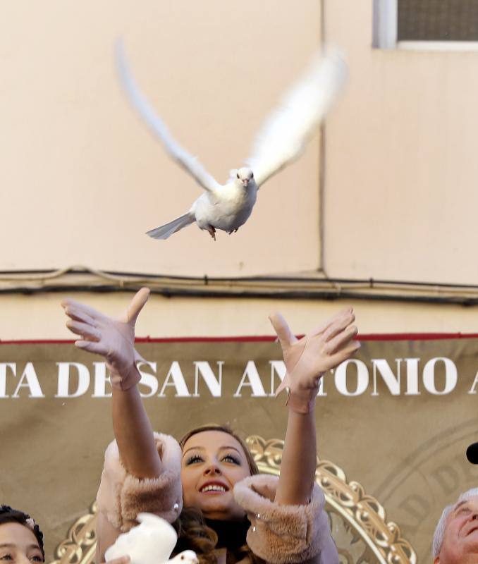 La calle Sagunto es, desde primera hora de la mañana, el epicentro de la celebración de la festividad de San Antonio Abad en la ciudad de Valencia. Perros, gatos, loros, hurones, tortugas o conejos son algunos de los animales que desde las 12.00 horas reciben la bendición en el acto organizado por la Hermandad de San Antonio Abad. El primero en recibir el agua bendita ha sido Currito, la mascota de Vicenta Cerveró, de Campanar. “Vengo desde hace cinco años con él, desde que lo saqué de la protectora de animales”, relata. Los participantes en el desfile, que cerrarán las caballerías, reciben garrofetes y panes bendecidos, además de una estampa de San Antonio Abad. Algunos de los asistentes han llegado a las ocho de la mañana para ser de los primeros en pasar.