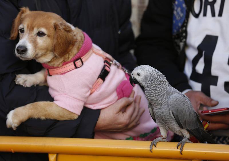 La calle Sagunto es, desde primera hora de la mañana, el epicentro de la celebración de la festividad de San Antonio Abad en la ciudad de Valencia. Perros, gatos, loros, hurones, tortugas o conejos son algunos de los animales que desde las 12.00 horas reciben la bendición en el acto organizado por la Hermandad de San Antonio Abad. El primero en recibir el agua bendita ha sido Currito, la mascota de Vicenta Cerveró, de Campanar. “Vengo desde hace cinco años con él, desde que lo saqué de la protectora de animales”, relata. Los participantes en el desfile, que cerrarán las caballerías, reciben garrofetes y panes bendecidos, además de una estampa de San Antonio Abad. Algunos de los asistentes han llegado a las ocho de la mañana para ser de los primeros en pasar.