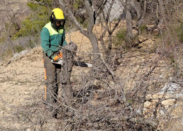 ELIMINAN MÁS ALMENDROS POR XYLELLA