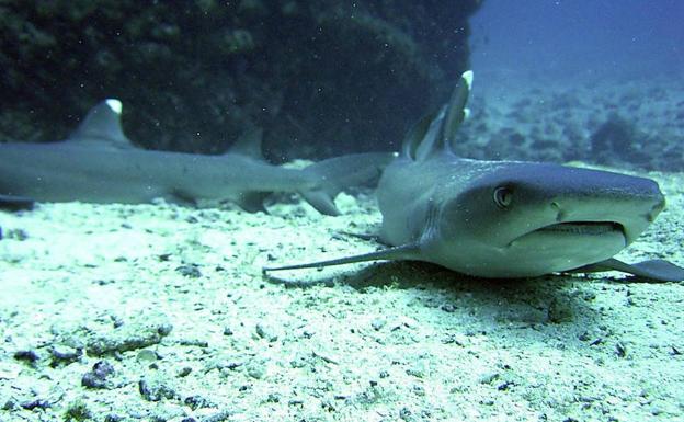 Tiburones en los alrededores de la Isla de Coco. 