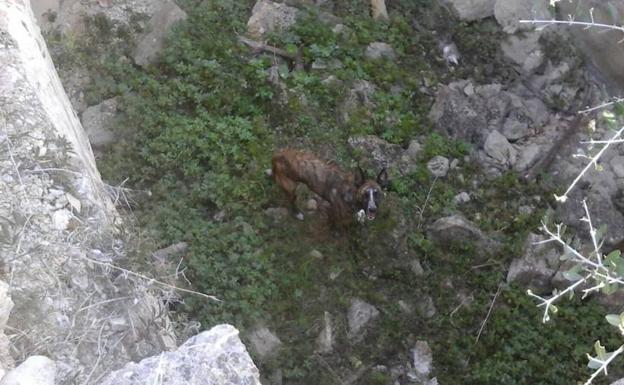 Los bomberos de Dénia rescatan ileso en el Montgó a un perro que había caído en un aljibe abandonado de cinco metros