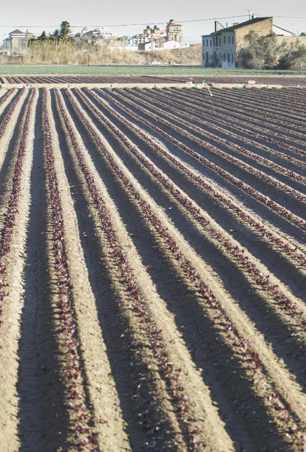 Porción de la Huerta en Alboraya. Al fondo, Saplaya. 