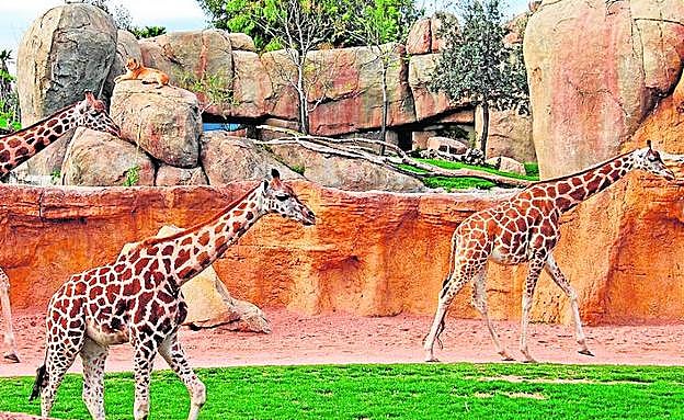 Imagen principal - Un grupo de jirafas pasea ante la imponente figura de una leona. | Elefantes jugando con el agua. | Lémures, en la zona de Madagascar. 