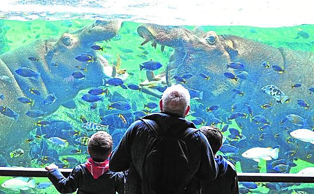 Visitantes, cara a cara con los hipopótamos en Bioparc Valencia. 