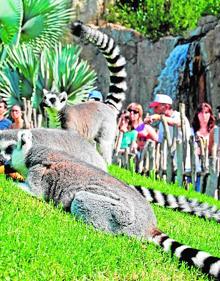 Imagen secundaria 2 - Un grupo de jirafas pasea ante la imponente figura de una leona. | Elefantes jugando con el agua. | Lémures, en la zona de Madagascar. 