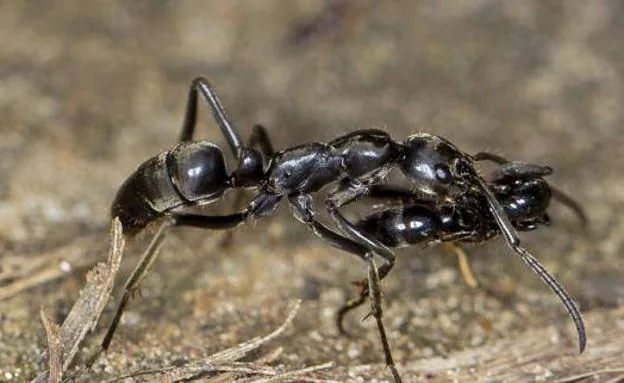 Estudian nuevos antibióticos a base de hormigas