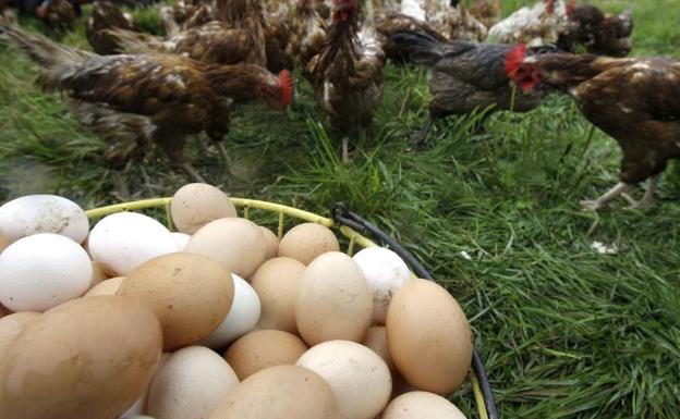 Huevos camperos y gallinas de cría ecológica.