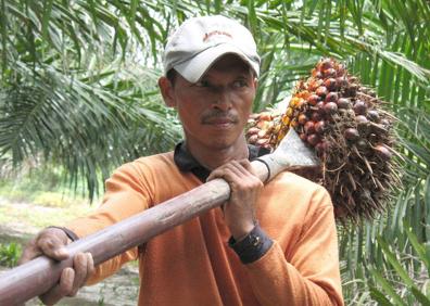 Imagen secundaria 1 - Plantaciones de palma en Costa de Marfil e Indonesia.