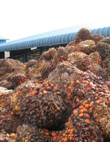 Imagen secundaria 2 - Plantaciones de palma en Costa de Marfil e Indonesia.