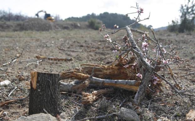 Árbol afectado por la xylella. 