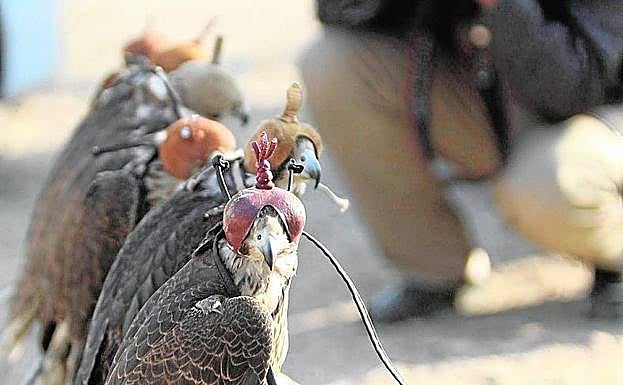 Halcones incautados tras ser vendidos ilegalmente.