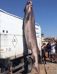 Imagen secundaria 2 - Aparece muerto un tiburón de 3,6 metros y más de 200 kilos en una playa alicantina