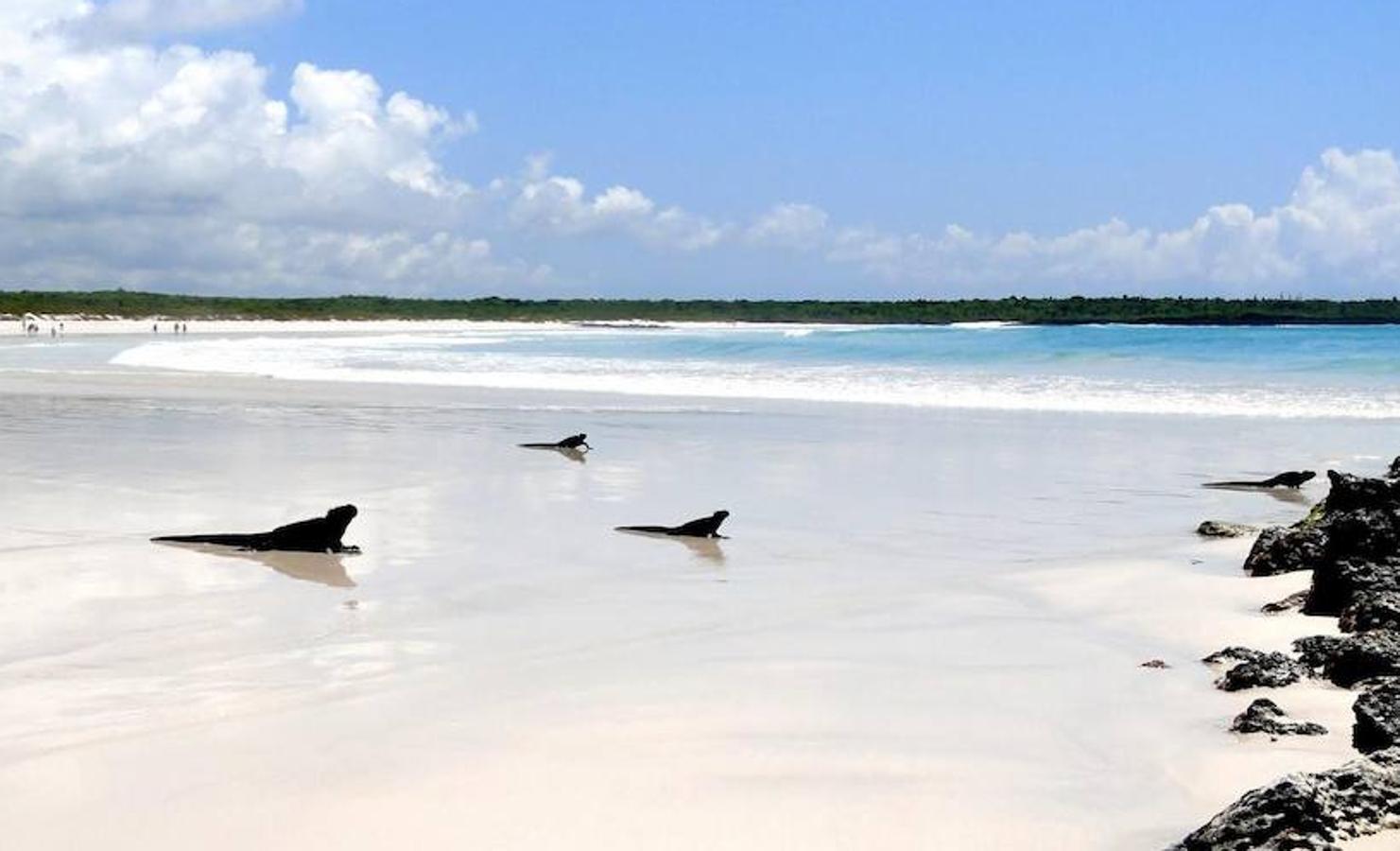 La Playa Bahía Tortugas (Islas Galápagos), conocida por sus playas vírgenes y la presencia de una gran variedad de anuimales, esta playa completa el TOP 20 de la lista. 