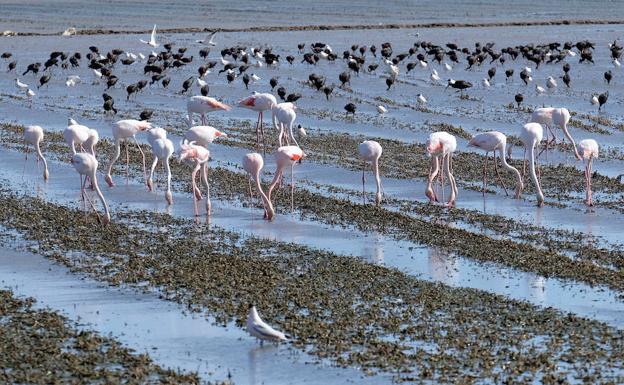 Flamencos en La Albufera.