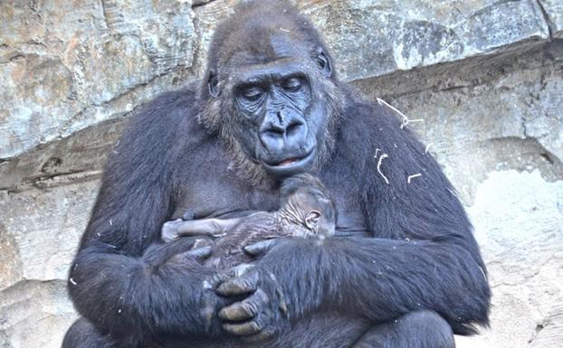 Imagen principal - Nace en el Bioparc de Valencia un gorila occidental de costa en peligro de extinción