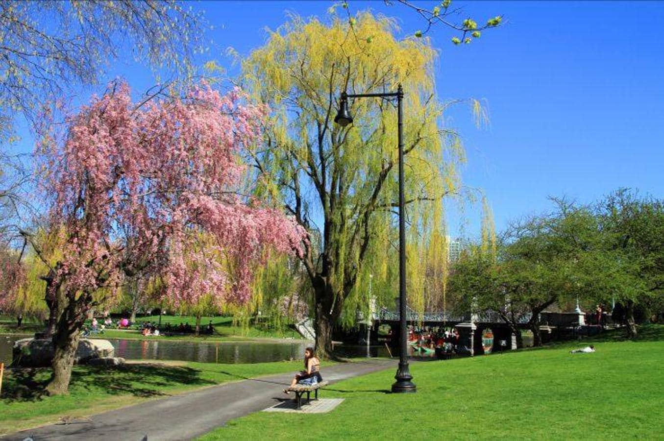 Boston Public Garden (Massachusetts, EEUU) | Este parque en el corazón de la ciudad estadounidense es un lugar excelente para pasear y relajarse y por supuesto, para apreciar el llamativo paisaje verde y rosa de sus árboles. 