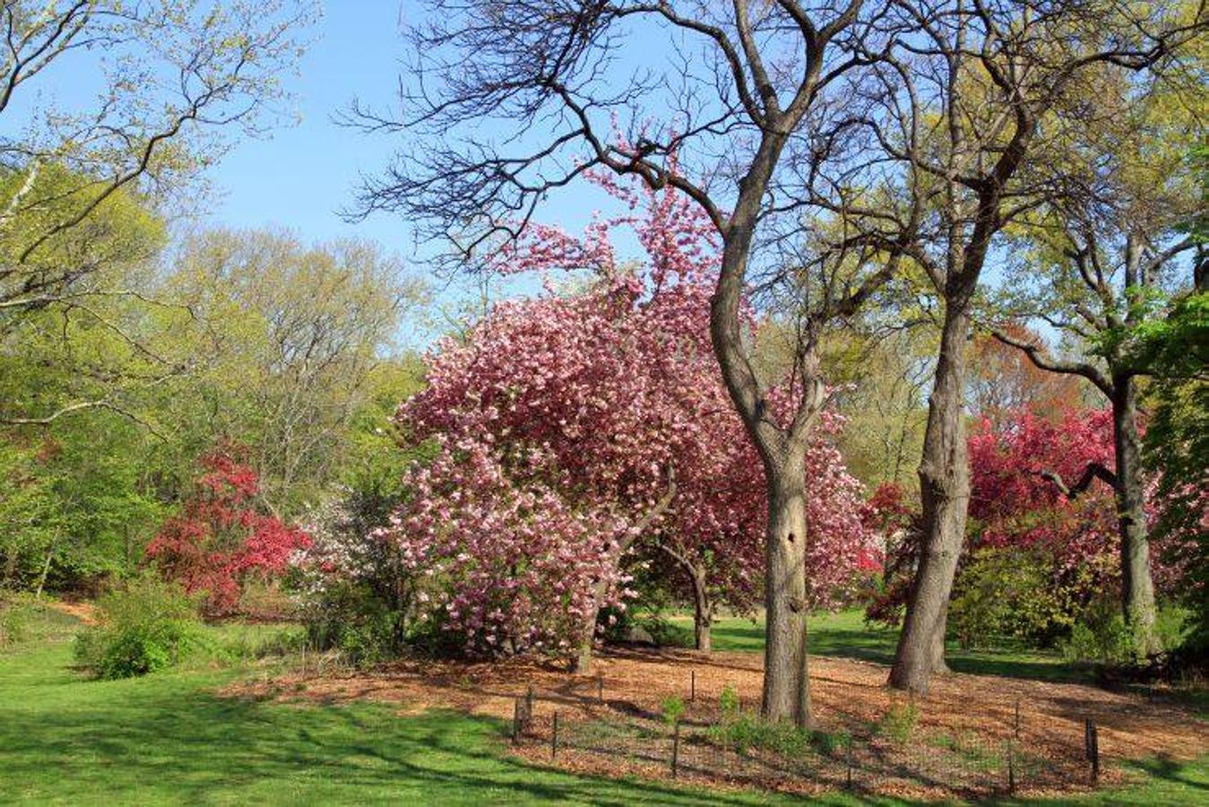 Central Park (Nueva York) | Repleto de turistas en cualquier época del año, el pulmón verde de la Gran Manzana se convierte durante la primavera en un imponente jardín con senderos de árboles floridos por los que pasear horas y horas. 