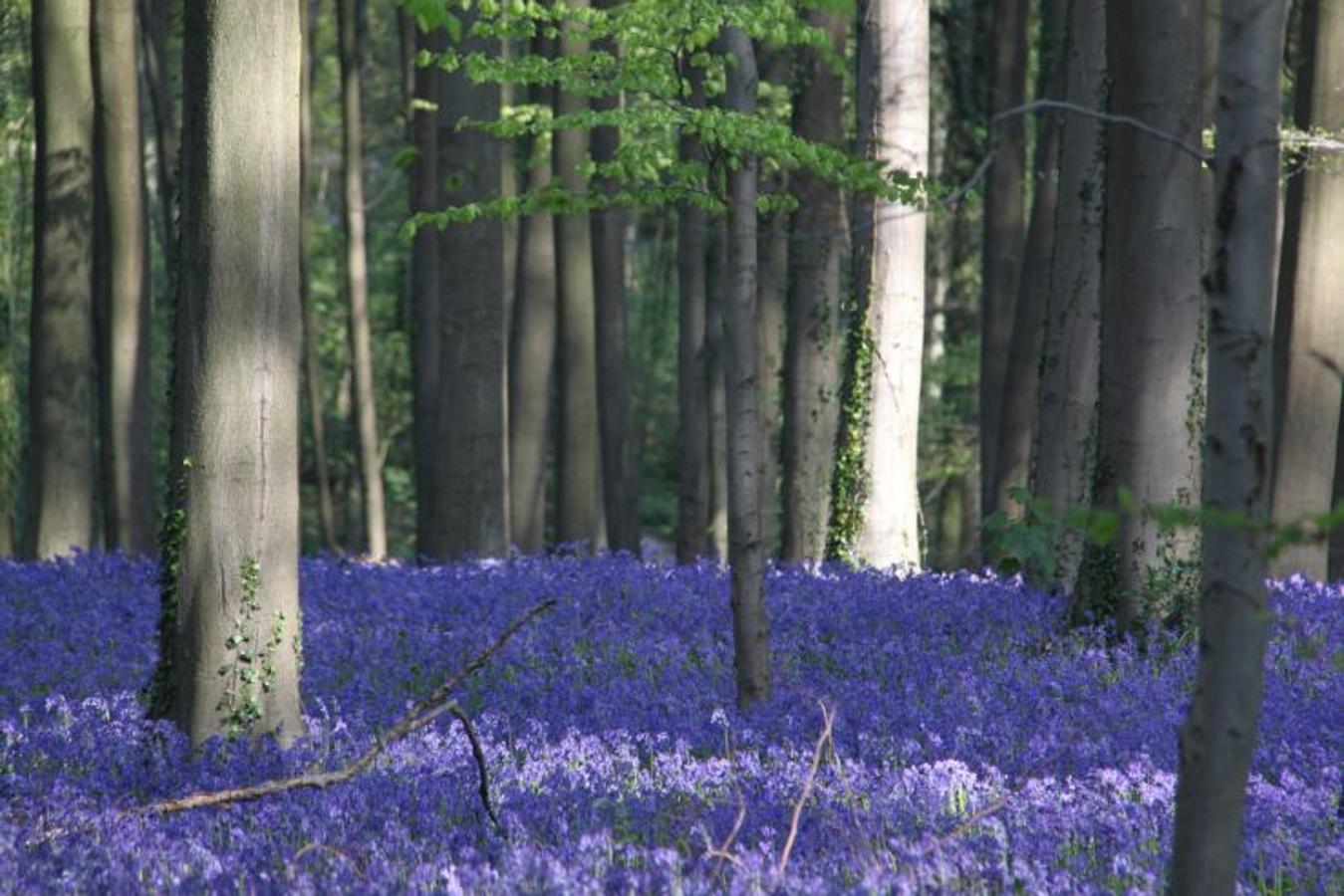 Hallerbos (Bélgica) | También denominado el 'Bosque Azul' por el potente color que adquieren sus flores en esta época del año, cuando un manto de pétalos violetas cubre este área forestal situada al sur de Bruselas. 