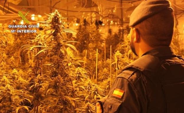 Intervenidas en tres meses casi 30.000 plantas de marihuana en Valencia